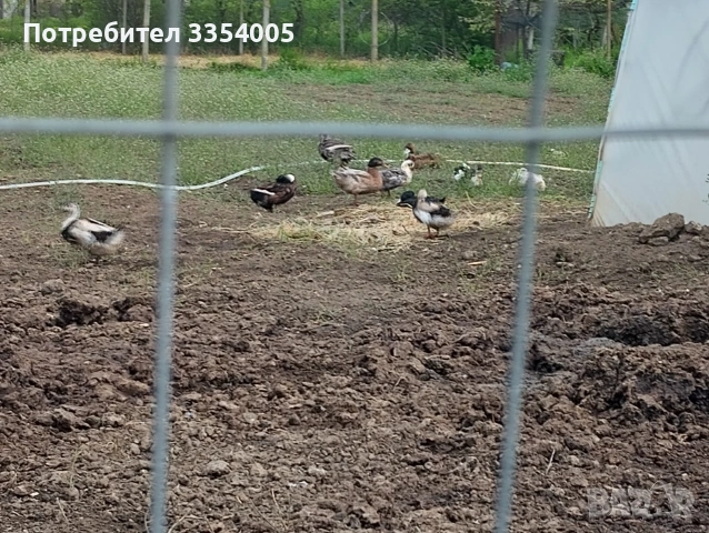 Продавам патици, кокошки носачки , снимка 2 - Патици и гъски - 54408735