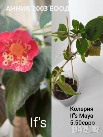 Сортови колерии,еписции., снимка 9 - Стайни растения - 55055306
