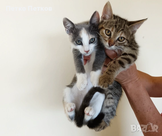 Подарявам две малки котенца - Мелиса и Щефи, снимка 3 - Други - 55098596