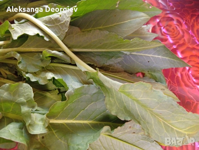 пресни лапат и коприва домашно набрани