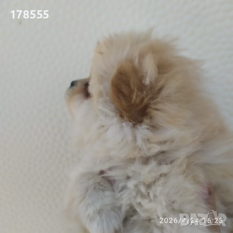 Мини Померани!!!, снимка 6 - Померан - 54303915