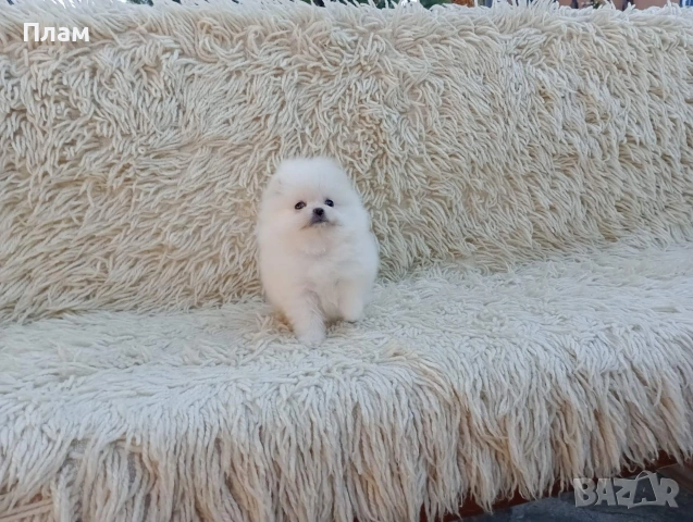 Померани. Реални снимки!!!, снимка 5 - Померан - 54036819