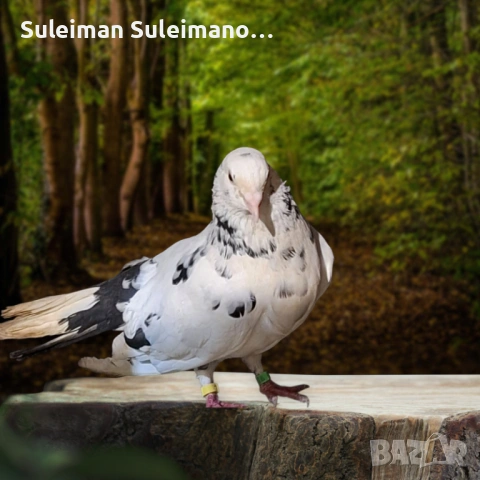 Свободна двойка на въртене 25 евро двойката