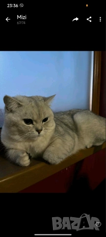 Партньор сребърна чинчила.