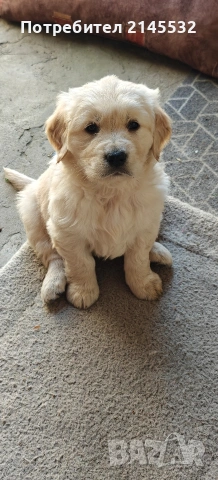 Голдън ретривър (Golden retriever) кученца , снимка 3 - Голдън ретривър - 54328992