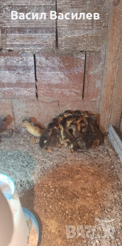 Продавам патета 