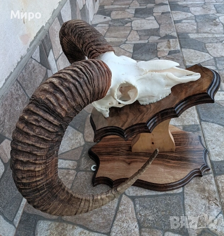 Трофеи от муфлони.Рога., снимка 9 - Други - 54526092