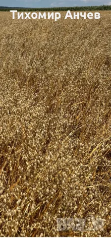 Продавам овес .., снимка 2 - За селскостопански - 55500985