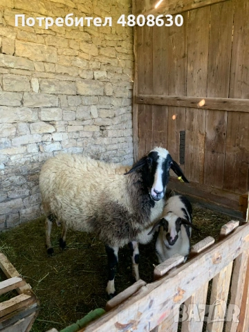 ПРОДАВАМ ОВЦЕ!!!