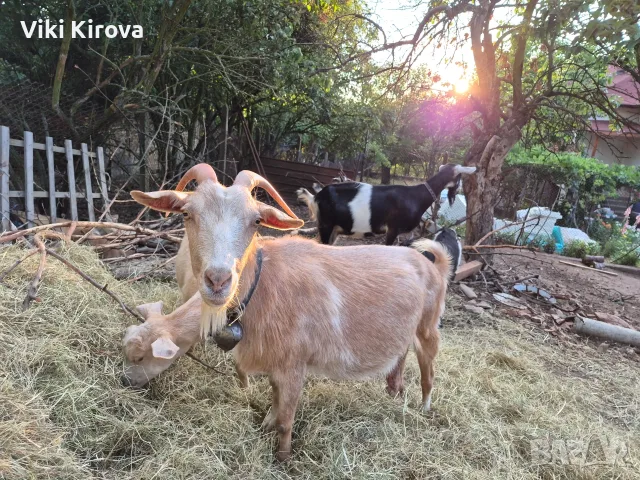 Продавам две женски кози и две женски млади ярета, снимка 4 - Кози - 55421735