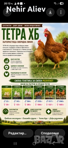 Продавам пилета тетра ХБ, снимка 2 - Кокошки и пуйки - 54585551