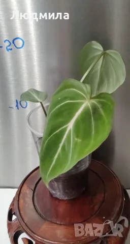 Филодендрон 'Глориозум Зебра' / Philodendron gloriosum zebra, снимка 4 - Стайни растения - 55607037