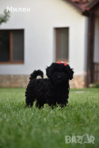 Той пудел Toy poodle, снимка 6 - Пудели - 55006000