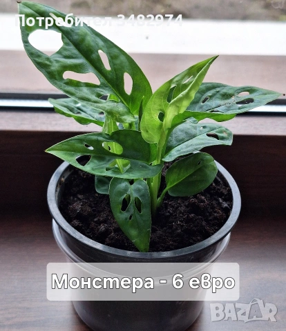 Предлагам стайни растения, снимка 2 - Стайни растения - 54893019