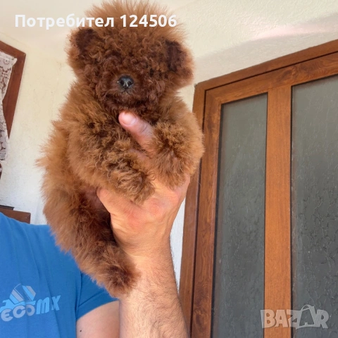 Той пудел пуделче , снимка 3 - Пудели - 54549598