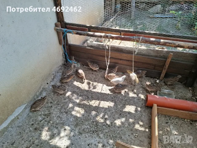 Японски пътпъдъци
