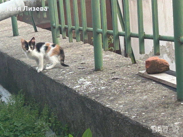 Малко котенце