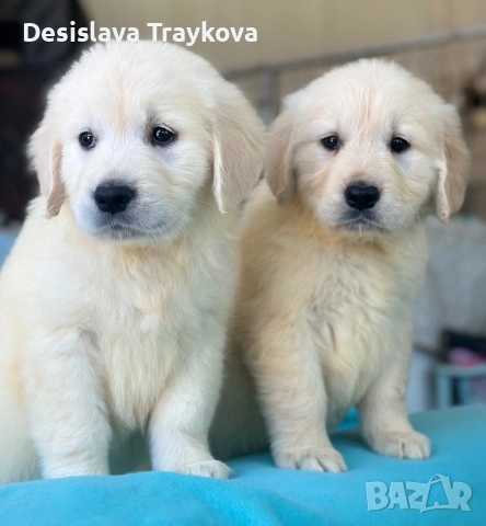 Кученца Голдън ретривър 