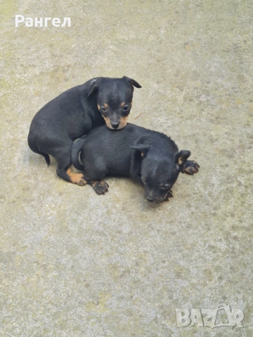 Пинчер , снимка 5 - Пинчер - 54253637