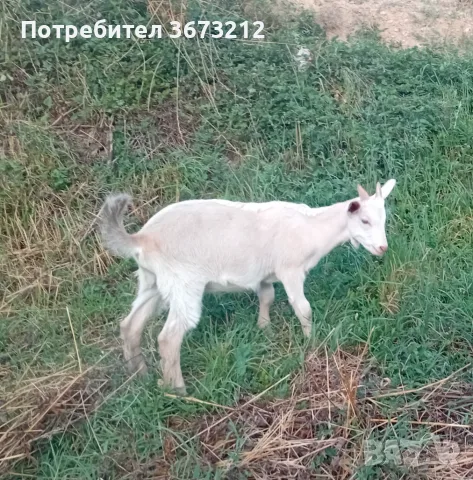 Продавам мъжко яре , снимка 3 - Кози - 55645308