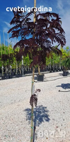 Albizia julibrissin ‘Summer Chocolate’ (Албиция „Шоколад“ / Копринено дърво „Шоколад“), снимка 2 - Градински цветя и растения - 55405539
