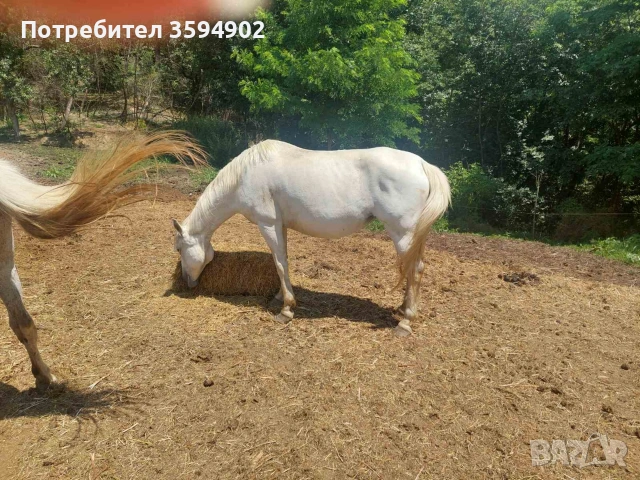 свободни кобили, снимка 4 - Коне - 55221021