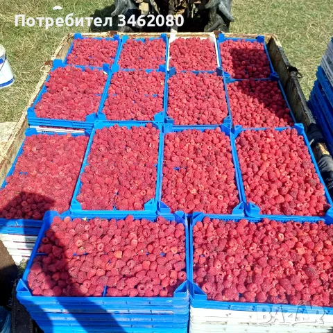 Продавам Розов домат, снимка 7 - Разсади - 55340415