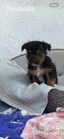 Йорки Ръсел териер , снимка 17 - Йоркширски териер - 54221299