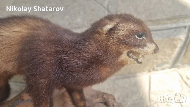 ловен трофеи. препарирана белка., снимка 2 - Други - 55379133