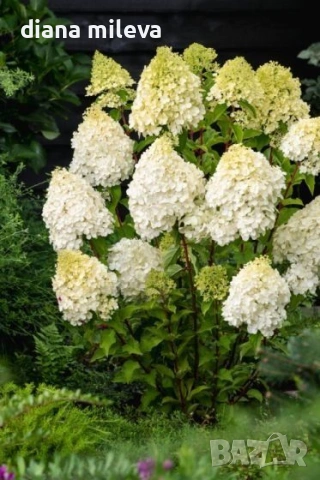 Хортензия метличеста „Полярна мечка“, Hydrangea paniculata 'Polar Bear'
