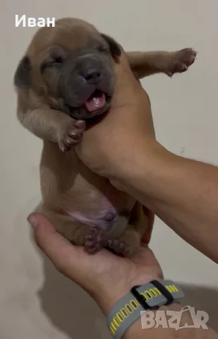 American BullyXL кученца 