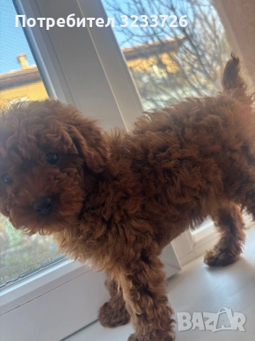 Той пудел ( teacup ), снимка 2 - Пудели - 53949577