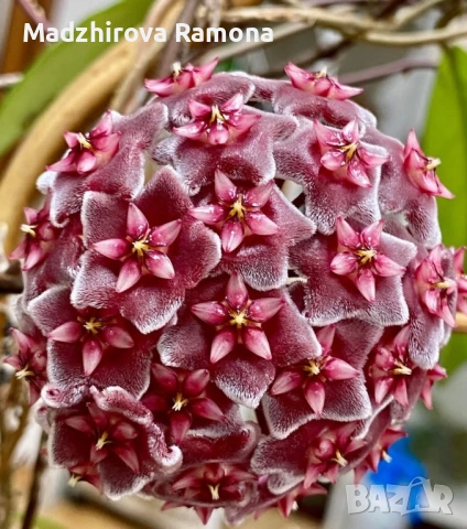 Хоя. Hoya Pubicalyx red button  .Pubicalyx pink silver , снимка 6 - Стайни растения - 54001843