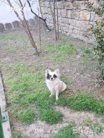 Чихуахуа Бяло със синьо, снимка 7 - Чихуахуа - 51843418