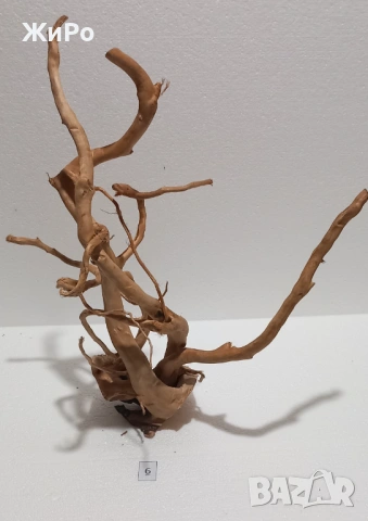 Корен от Азалия /декорация/ 6, снимка 3 - Други - 53396757