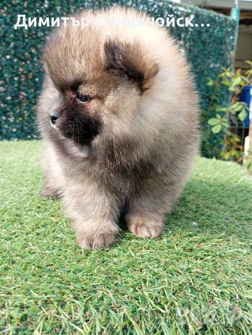 померан , снимка 6 - Померан - 54356231