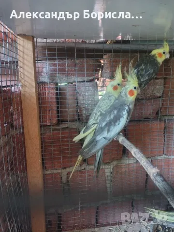  Папагали Корела, снимка 6 - Папагали - 55571482