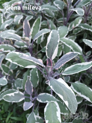 Шарена Салвия, Salvia officinalis, многогодишна, снимка 4 - Градински цветя и растения - 54010921