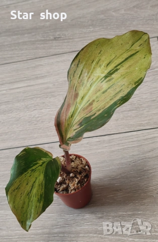 Kaempferia variegata pink - рядко растение