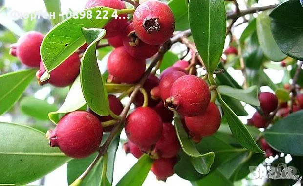 Ягодова гуава (Psidium cattleyanum) – екзотично плодно растение с ароматни плодове, снимка 2 - Разсади - 55298673