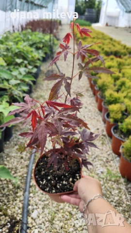 Японски Клен, Аcer palmatum Аtropurpureum, снимка 10 - Градински цветя и растения - 54946448