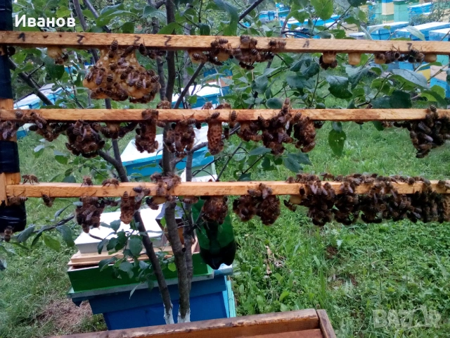 Продавам Пчелни семейства и Пчелни отводки, снимка 3 - За пчели - 54497924