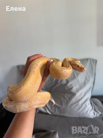 Боа Удушвач / Boa constrictor, снимка 2 - Змии - 55691159