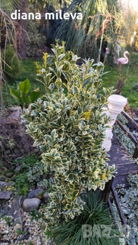 Евонимус Браво, Euonymus japonicus Bravo, снимка 3 - Градински цветя и растения - 54457987