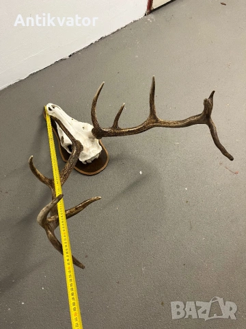 Краси трофей от елен, снимка 3 - Декорация за дома - 54332806