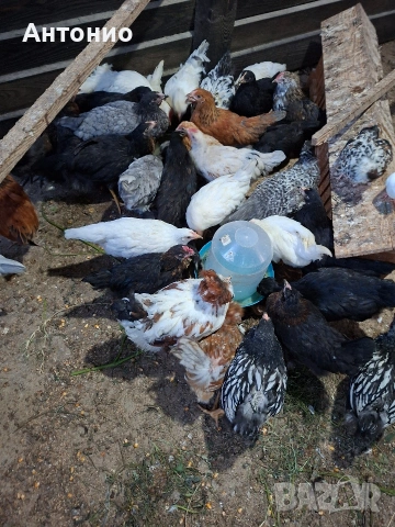 Продавам ярки 