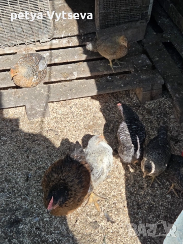 Продавам ярки и пилета, снимка 4 - Кокошки и пуйки - 54312704
