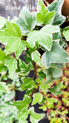 Бръшлян Бяло чудо, Hedera helix White Wonder, студоустойчив, снимка 4 - Градински цветя и растения - 52565980