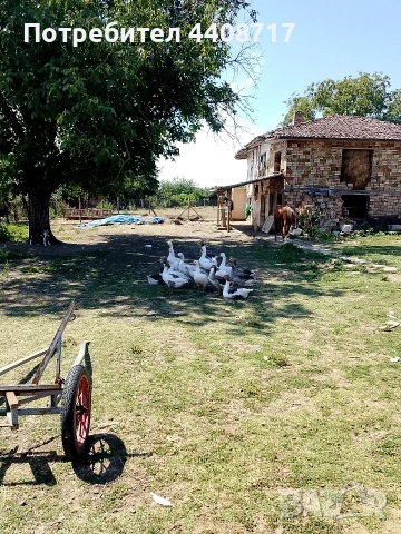Продавам гъски 17 броя цена за брой 50 евро