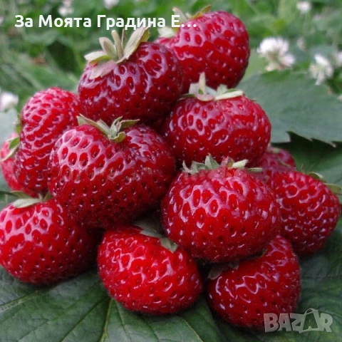 Ягода - Мице Шиндлер /Mieze Schindler, снимка 4 - Разсади - 54031955